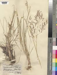 Image result for Eragrostis inamoena