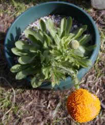 Maybe you would like to learn more about one of these? Craspedia