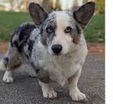 Corgis in Indiana - Chloe's Colorful Corgis