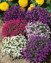 Image result for foto Lobelka