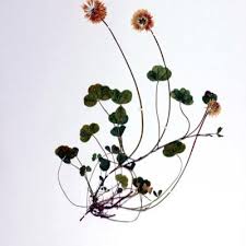 Image result for Trifolium baccarinii