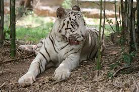 Leopard Raises Ruckus in Bengaluru School, We Are All to Blame! 5