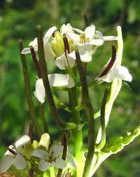 Image result for Setaria petiolata