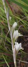 Image result for Gladiolus crassifolius