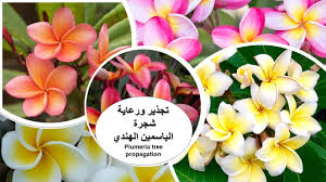 تجذير ورعاية شجرة الياسمين الهندي ( الفتنة) #plumeria - YouTube