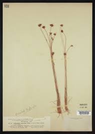 Image result for Bulbostylis sp.no.2