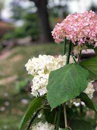 ル パルフェ 可愛らしいピンクのアナベル｜園芸日記by:::母娘の園芸ダイアリー:::｜みんなの趣味の園芸｜1207303