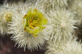 Cholla jumping cactus, cylindropuntia fulgida, the jumping cholla, also known as the hanging chain cholla, is a cholla cactus native to sonora and the southwestern united states wall mural, nature landscapes themed premium canvas wall art, standard peel & stick | limitless walls. Jumping Cholla Info Can You Grow Teddy Bear Cholla Plants In The Garden