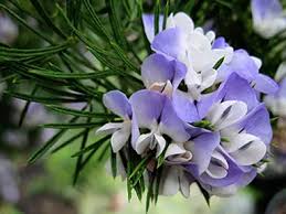 Image result for Psoralea
