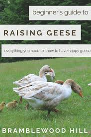 If raised the right way they will become friends for life. Beginner S Guide To Raising Geese Bramblewood Hill