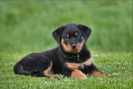 Rottweiler training begins before your puppy even comes home. Rottweiler Training Tips Tricks Canna Pet