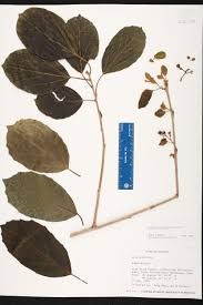 Image result for Cordia megiae