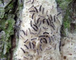 Fourth and fifth instar larvae are very large, with an appetite to match. Gypsy Moth Life Cycle Integrated Pest Management