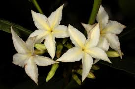 Image result for Mascarenhasia