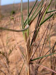 Image result for Schmidtia pappophoroides