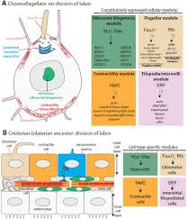 The Origin Of Animal Multicellularity And Cell Differentiation Biorxiv