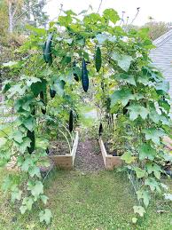 Image result for Luffa