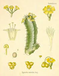 Image result for Euphorbia luapulana