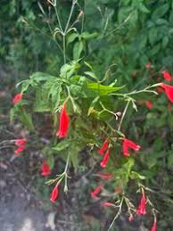 Image result for Ruellia brevifolia