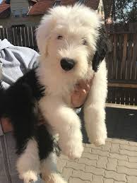 Willie Is A Cute Curious And Happy Bobtail Dog He Is A Very Beautiful And Colourful Dog With That Delightfu Sheep Dog Puppy Cute Dogs English Sheepdog Puppy