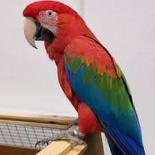 We care for and treat the needs of all our exotic pet friends in long island and new york city's five boroughs. Bryanston Avian Exotic And Small Animal Clinic Startseite Facebook
