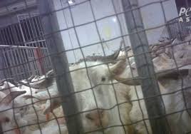 Смотрите видео chinese woman kill goat онлайн. Cashmere Industry Exposed Terrified Goats Scream In Pain Peta Uk