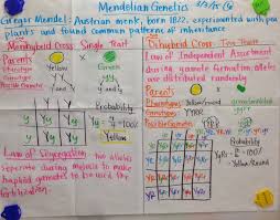 Mrs Paul Biology Mendelian Genetics Punnet Squares Glad