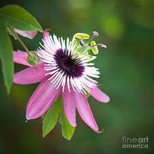 Aug 31, 2020 · be a friend to pollinators by including passion vine in your garden. Pink Passion Flower Photograph By Glennis Siverson