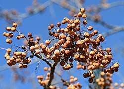 Image result for Melia azedarach