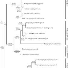 Image result for Sarcophrynium brachystachyum