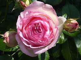 We did not find results for: Rosa Eden Wikipedia