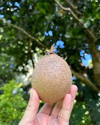 Image result for Mammea