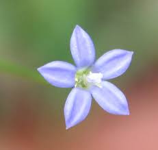Image result for Wahlenbergia flexuosa