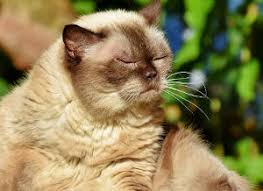 Cats and kittens may exhibit some of the symptoms of down syndrome seen in humans. Can Cats Have Down Syndrome Feline Down Syndrome Like Conditions