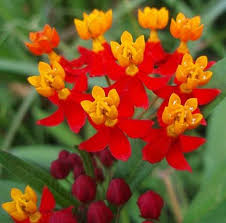 Asclepias Curassavica Com Imagens Jardinagem