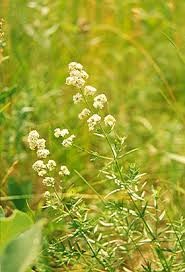 Image result for Galium