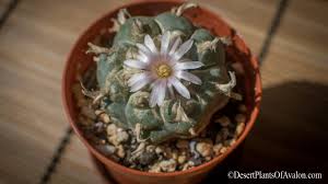 Neem oil comes from seeds of the neem tree native to india, burma, and sri lanka. How To Use Neem Oil As A Preventative Treatment For Pests On Lophophora Cacti Other Cacti Youtube