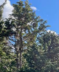 Image result for Chamaecrista plumosa