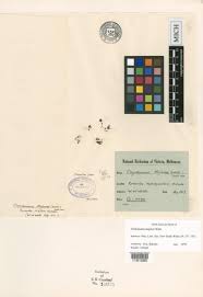 Image result for Crepidomanes chevalieri