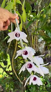 Image result for Erythrococca