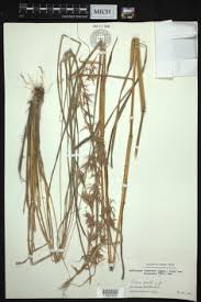 Image result for Cymbopogon pospischilii