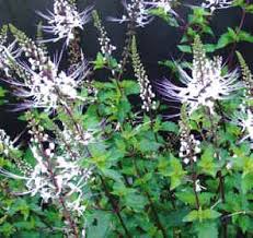 This study aims to evaluate the possible toxic effect after following fourteen days oral administration of methanol extract of o. Misai Kucing Tea Side Effects Rayuik