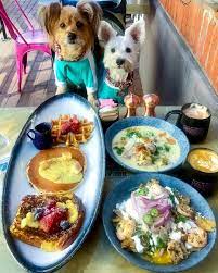 Dog Friendly Brunch San Diego Dog Friends San Diego Brunch Breakfast