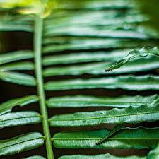 Image result for Acrostichum