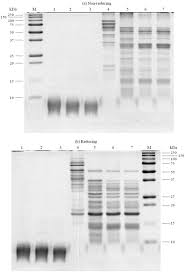 Which food composition database provides high quality data on the nutrients and food groups of interest? Nutritional Composition And Angiotensin Converting Enzyme Inhibitory Activity Of Blue Lupin Lupinus Angustifolius Sciencedirect