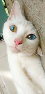 This Beautiful Cat With Dual Colored Eyes Beautiful Cats Pretty Cats Cute Cats