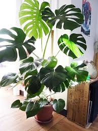 Philodendron Monstera Split Leaf Plants Split Leaf Etsy In 2020 Big Indoor Plants Big Leaf Plants Tall Indoor Plants