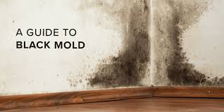 The Truth About Black Mold And How You Can Stay Safe Safewise