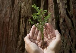 Maybe you would like to learn more about one of these? Redwood Trees Trees Of Mystery