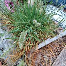 Image result for Anthoxanthum